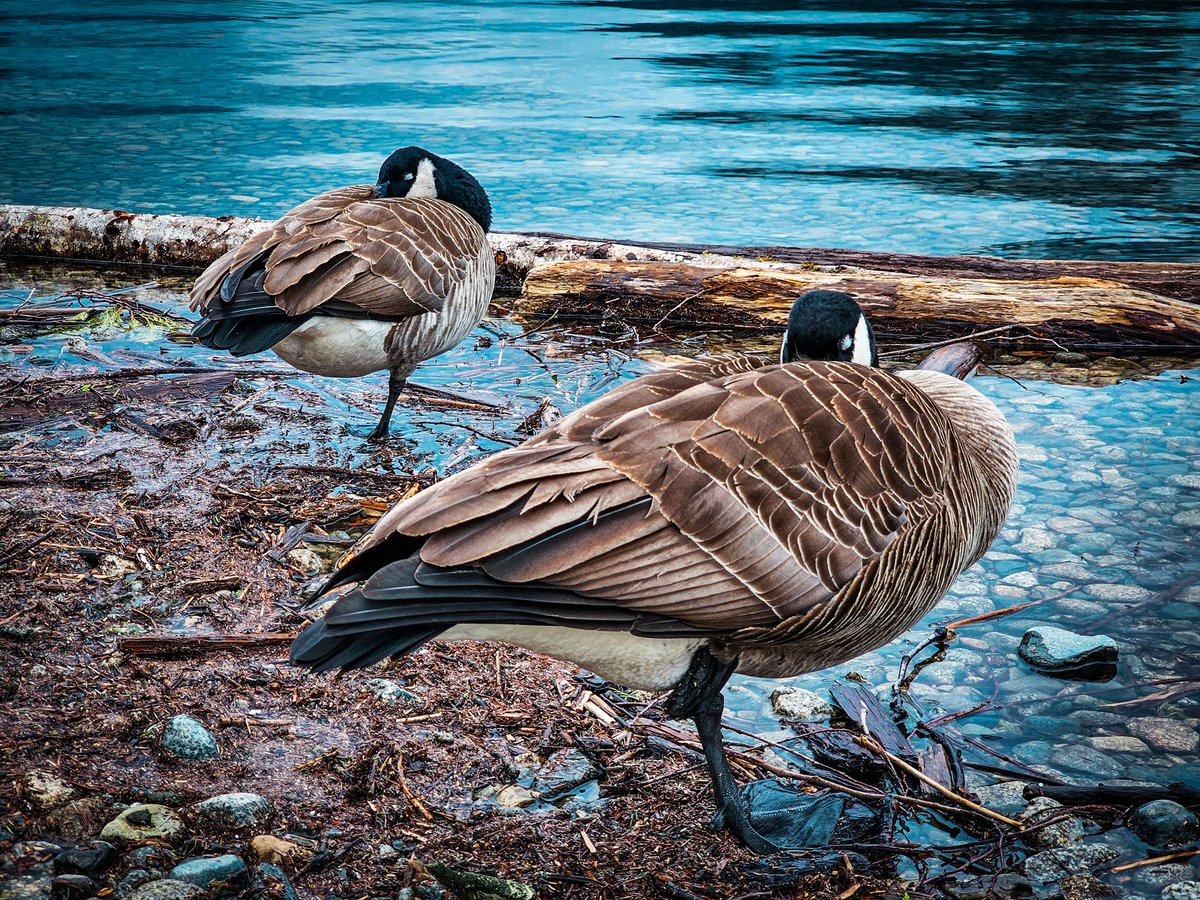 MandyPandi87's tweet photo. #NaturePhotography #canadiangoose #geese #naturelovers #photograghy https://t.co/HVJ5ECQJB1