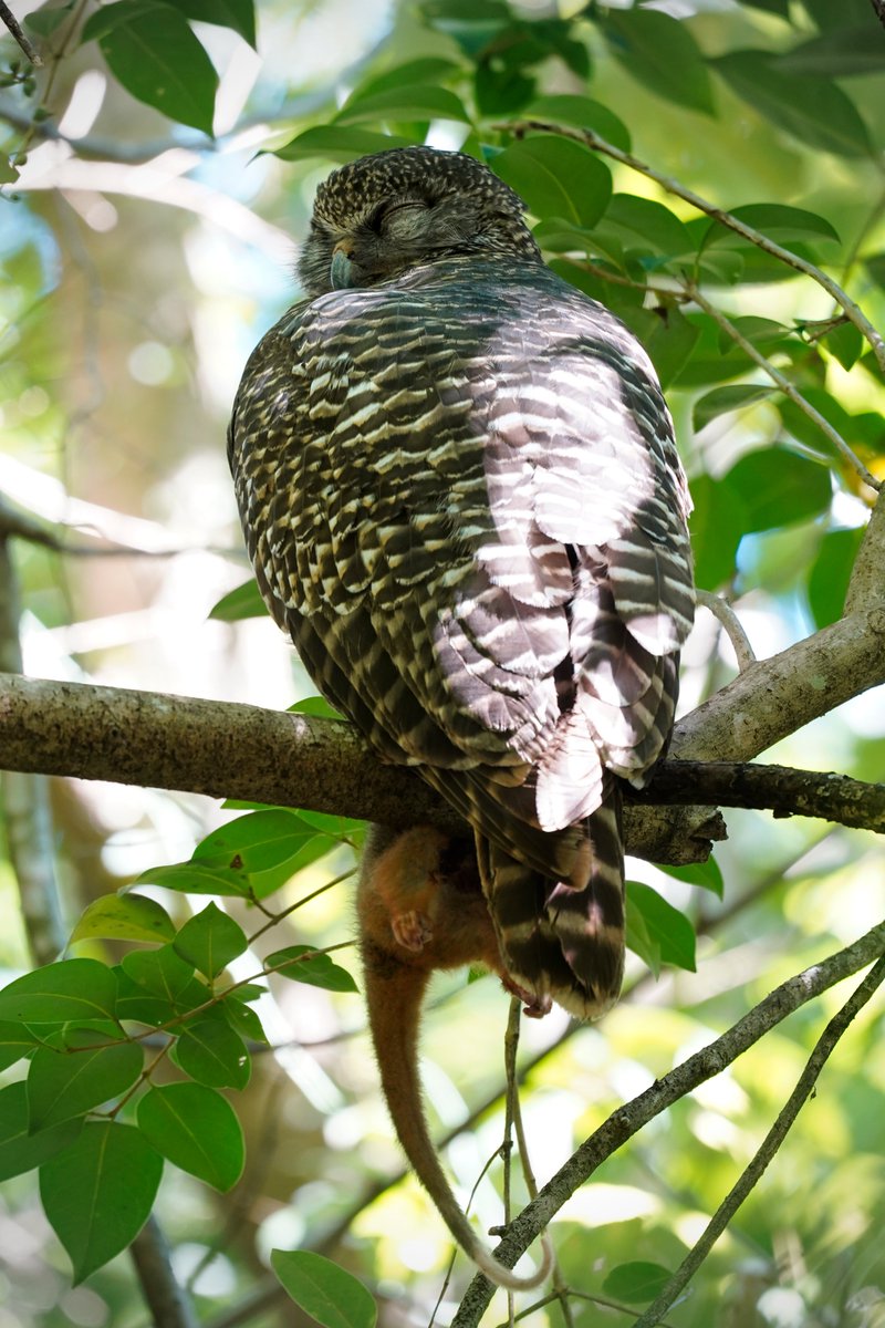 The partner of the first Powerful Owl. Also having a nap.