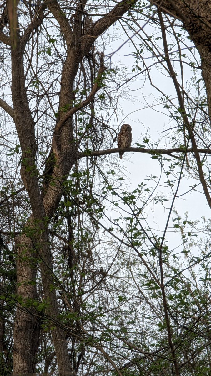 mtnspire's tweet photo. Superb day on the path 🥾. New flora and some cool wetland areas. Even had a run in with a Barred owl.
Here are few pics to help tell the story.
#GetOutAndStayOut https://t.co/o1LhsoCrFu