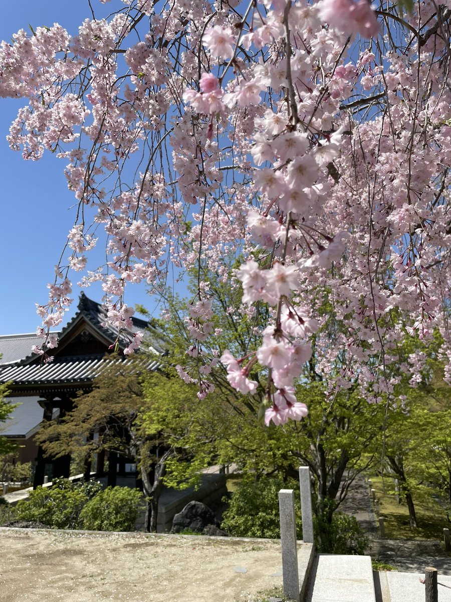 智積院の枝垂れ桜もまだまだ綺麗ですよーー🌸

#京都よきかな 

こちらもほぼ貸し切り状態

#智積院