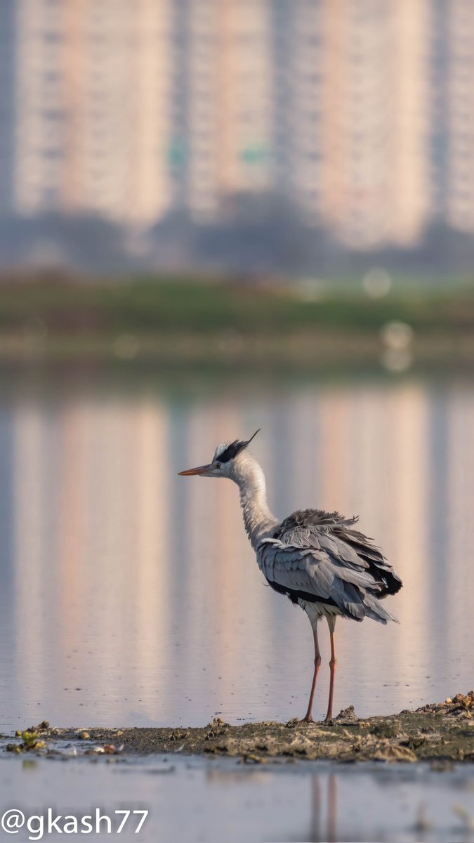 My apartment & it's reflection Is it Hair Raising experience 😂 Grey Heron #IndiAves #IncredibleIndia @coolfunnytshirt