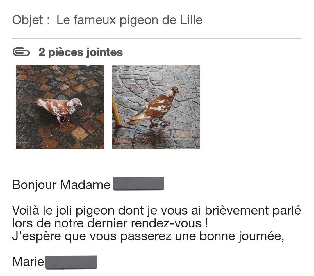 mamafidjar's tweet image. j'ai parlé de Esteban le pigeon à ma psychologue du coup je lui envoie les photos (self diag folle)