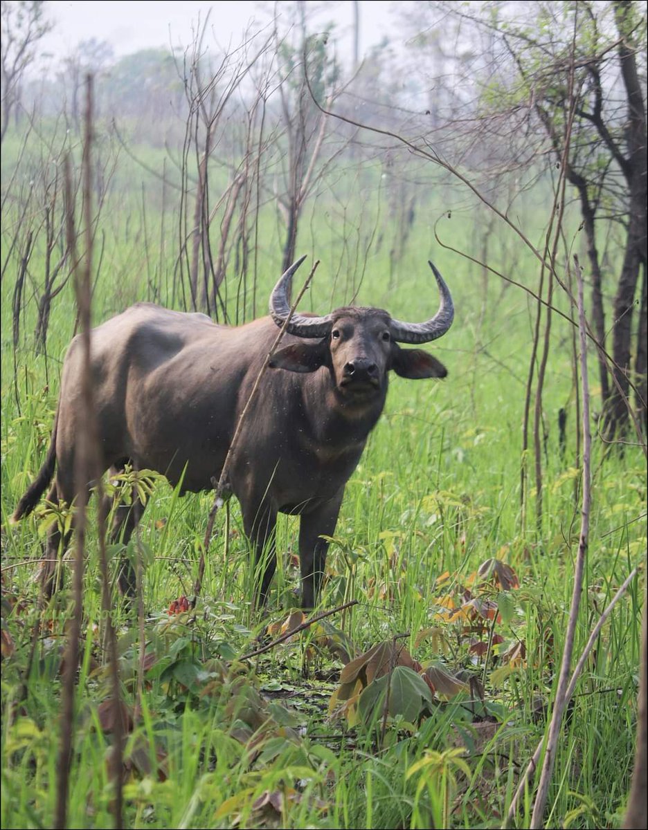 Wild Buffalo
Orang National Park 
#wild #wildlife 
#widbuffalo
#canon #canon200d
#natgeoindia
#indianwildlife 
#animals_lover
#wildlifephotography 
#orangtigerreserve 
#OrangNationalPark 
#injamul_wild
#buffalo #india
#assam #darrang