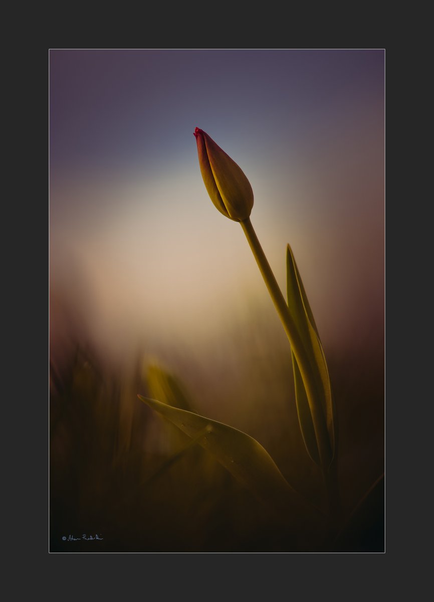 #Flowers #Spring #lasy #NaturePhotography #wildlifephotography #forest #nature #photography #fotografia #puszcza #April #Poland