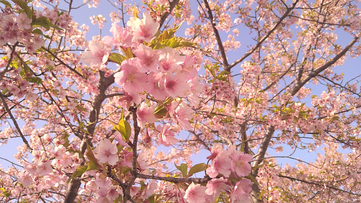 flower outdoors sky day blurry blue sky tree  illustration images