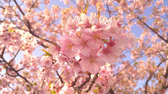「ぼかし 桜」のTwitter画像/イラスト(新着)｜5ページ目