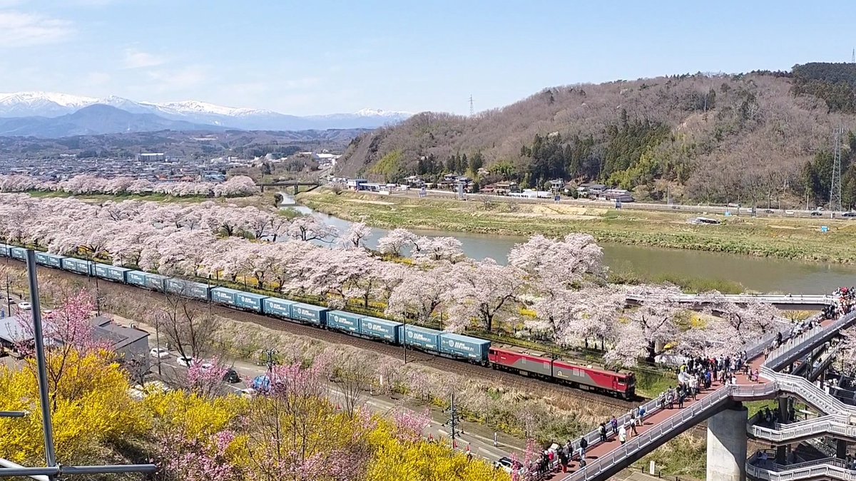 船岡城址公園、一目千本桜は満開です。

 #んだんだずんだ
