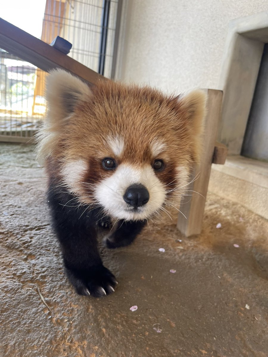 西山公園の桜は散り始めていますが、まだまだきれいです🌸 軒下の放飼場にも少し花びらが舞い込んできていました #鯖江市西山動物園 #レッサーパンダ #桜 #カイト #ニーコ #キラリ