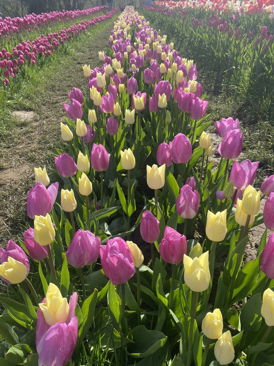 The beautiful tulip fields today 
@Tulleys_Farm