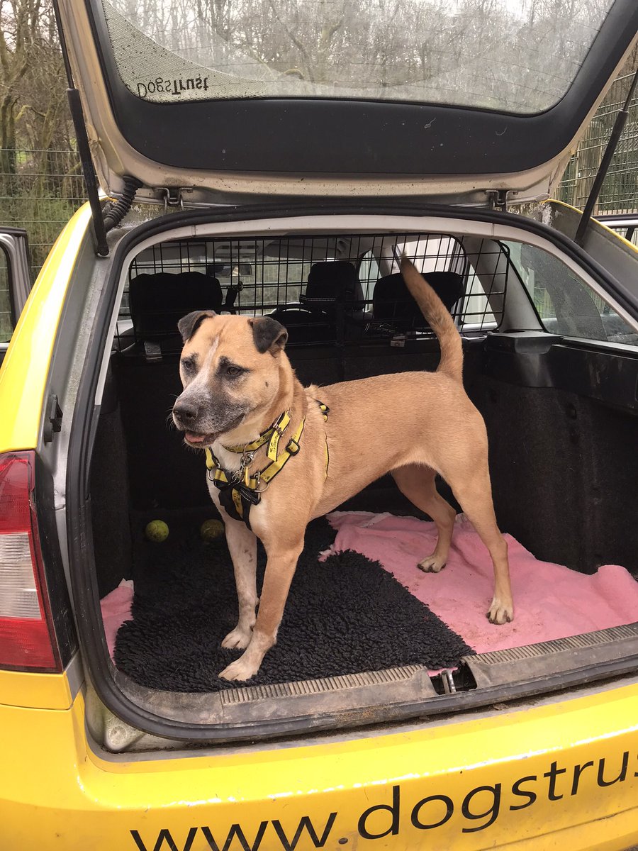 AMBER has been doing well building confidence with car travel. 💛🐶💛 She is looking for a home and the next big adventure. 📍 @DogsTrust #Ilfracombe 🏡 dogstrust.org.uk/rehoming/dogs/… #ADogIsForLife #RescueDog #AdoptADog #LoveDogs 🐾