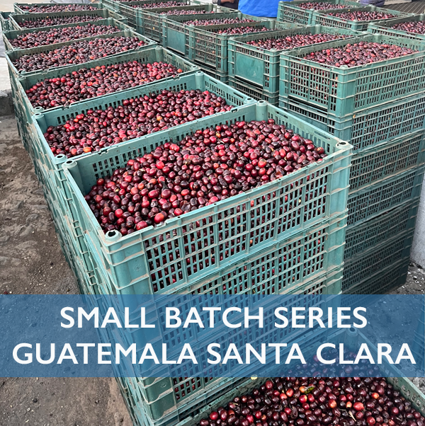swisswater's tweet photo. Our just-released #SmallBatchSeries decaf offering from Antigua, Guatemala 🇬🇹 was sourced in conjunction with our partners Common Goal Coffee right here in Vancouver. Floral with notes of chocolate, raspberry. Roasters, see our website for more info or reach out directly via DM! https://t.co/Ql1B2iKINc