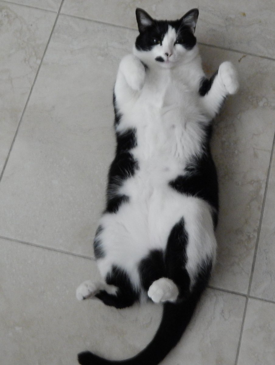 Charlie is two years old today Wednesday April, 10, 2024. #birthday

So is this you can have your way with me, or is he in a cat corpse posture?