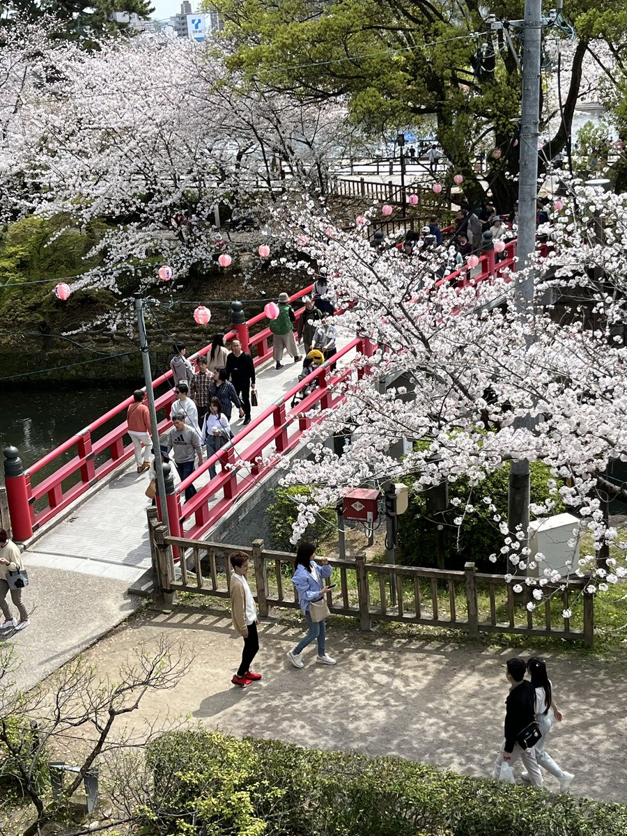 nisimikawa's tweet photo. こんにちは😇4月6日の土曜日無風で快晴の中岡崎公園へ花見丁度🌸満開で凄く綺麗でした。またお城周辺は人人人で盛り上がり人出も最高 https://t.co/I2gp8uJ4nv
