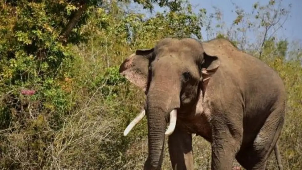 Two male elephants succumbed to dehydration and heatstroke just 35 km from Bengaluru due to severe water scarcity. The state forest department suggested that excessive consumption of mangoes might have exacerbated its plight. weather.com/en-IN/india/ne…