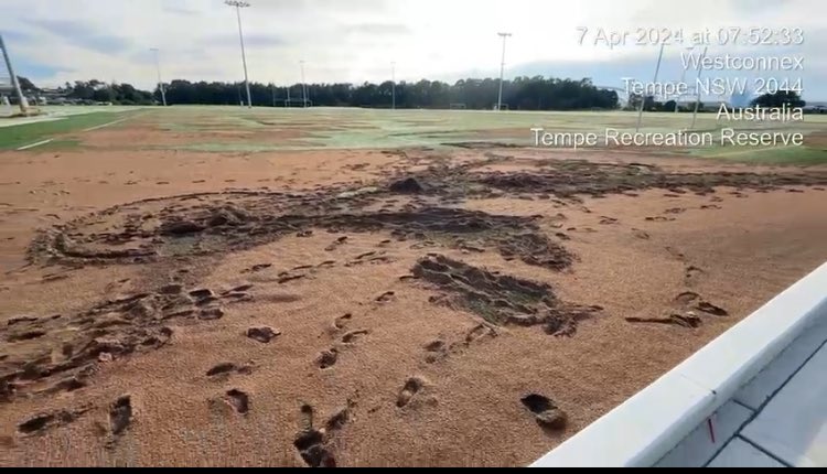 Members have alerted us to damage to various synthetic fields after last week’s deluge. 1. Starting with Tempe Reserve Cork field all shifted to one end #sydneyfloods #extremeweather