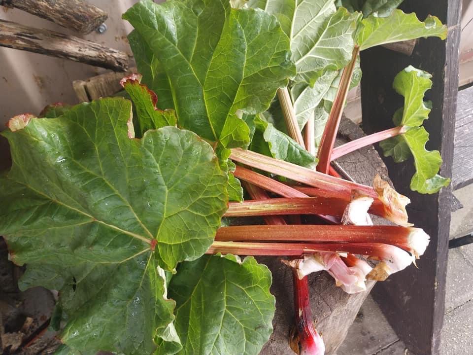 Mondays Grow Together session started off pelting it down. Ended in sunshine 🌞 😊  Final big bed of the season on its way to completion. More crops in. Everything growing nicely and first rhubarb harvested. We meet every Monday. All welcome 🌱🌱#allotment #community #Breightmet