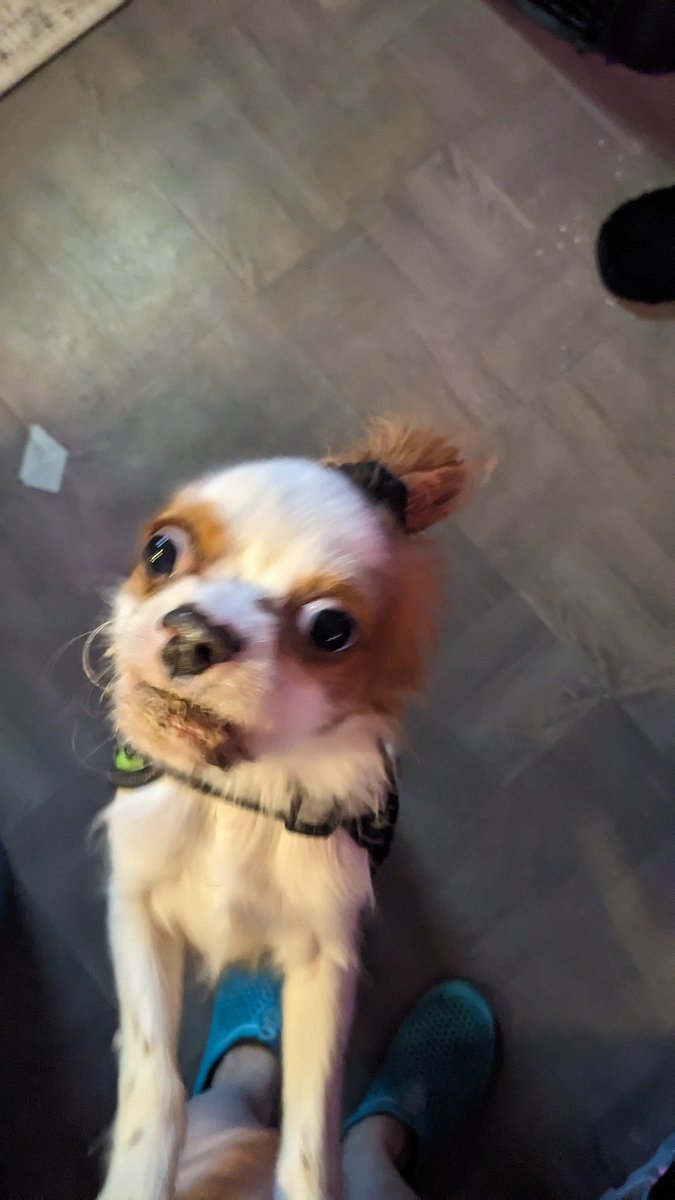 Furry Faces Sanctuary tweet media