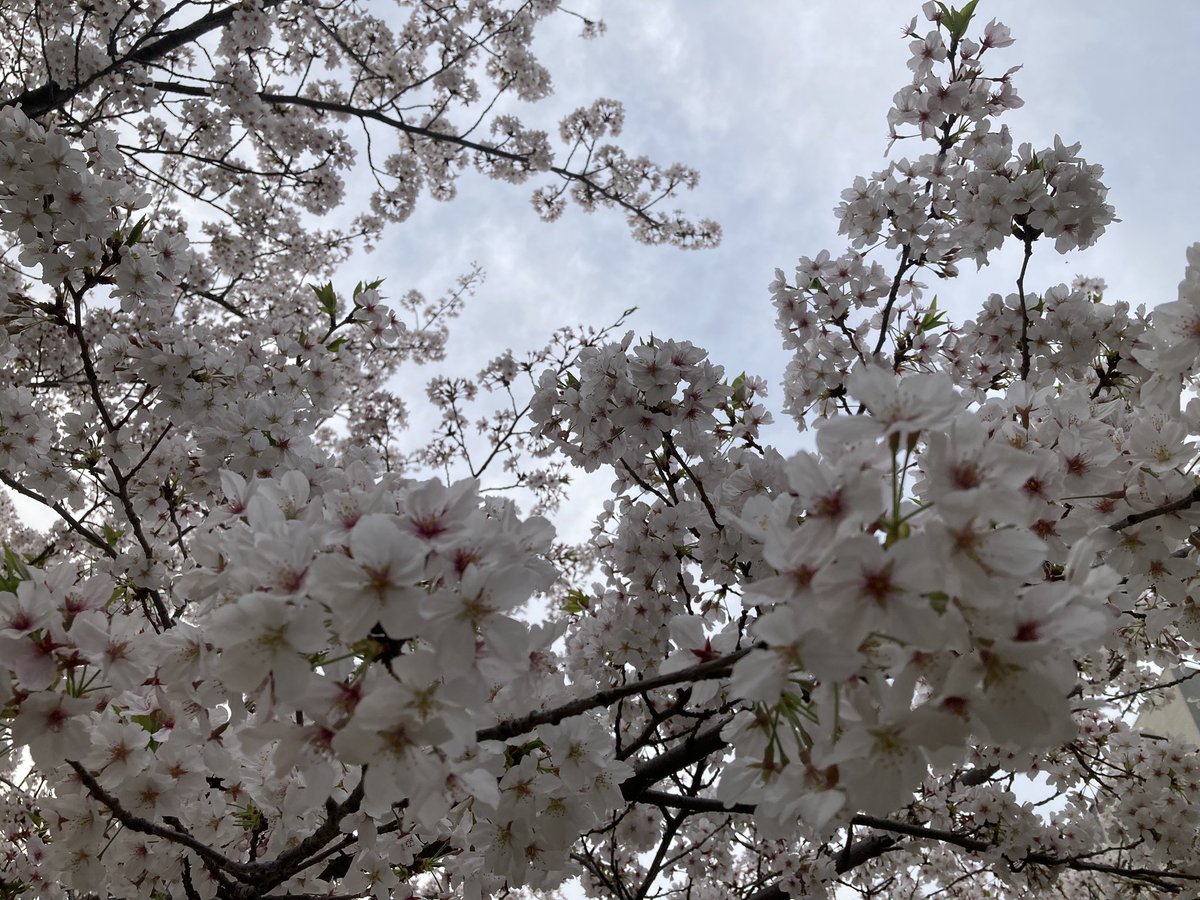 「桜見に行ったのに夕方までおしゃべりしてて慌てて花見て帰ったよ〜これから花見の人た」|絵咲まくら🧪毎日クロッキー🎨お絵描きVtuber💜オフトゥン研究所🛏のイラスト