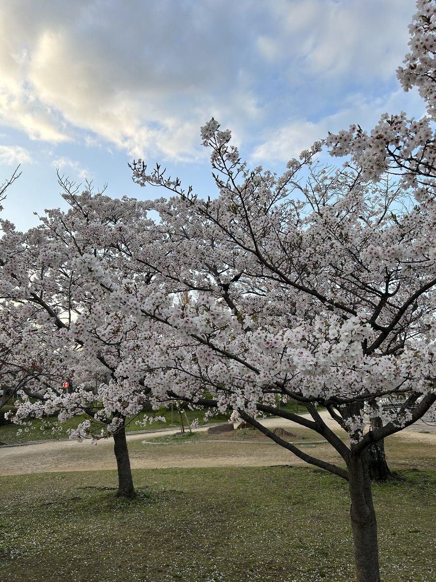 倉敷市はまだまだ桜が綺麗に咲いてましたよ🌸 今週いっぱいは花見が楽しめそうですね‼️ 本日も一日お疲れ様でした✨