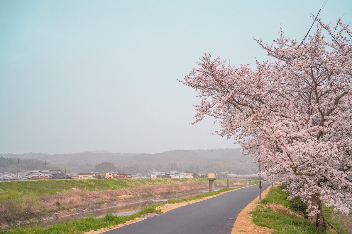 桜の木の下で