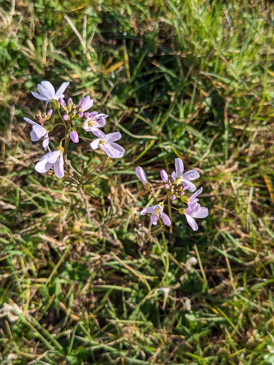 House martins returned yesterday - now this morning the cuckoo is back too... 🐦🎶😍 And so, appropriately enough, is its botanic namesake*. 🌸 * OH's photo from the other day. #Spring2024 #Wildflowers #Fermanagh