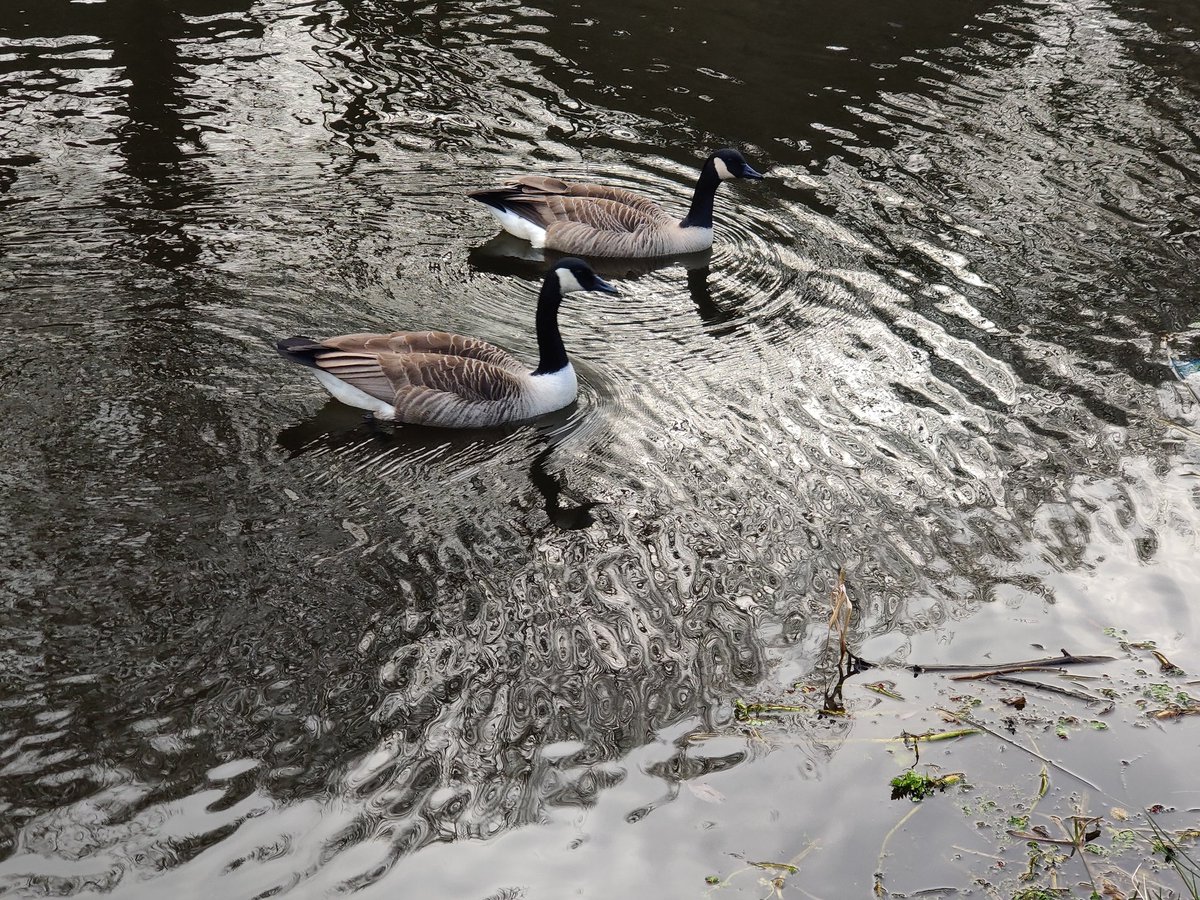 HONK! 🪿📢 It's #wildlifewednesday! Thank you to Zoltan Tompa for sending in this fabulous picture of a friendly pair of Canada Geese. What's the most exciting wildlife YOU have ever spotted on the canal? 🔎 Send in your pics for the chance to be featured on our page 📸