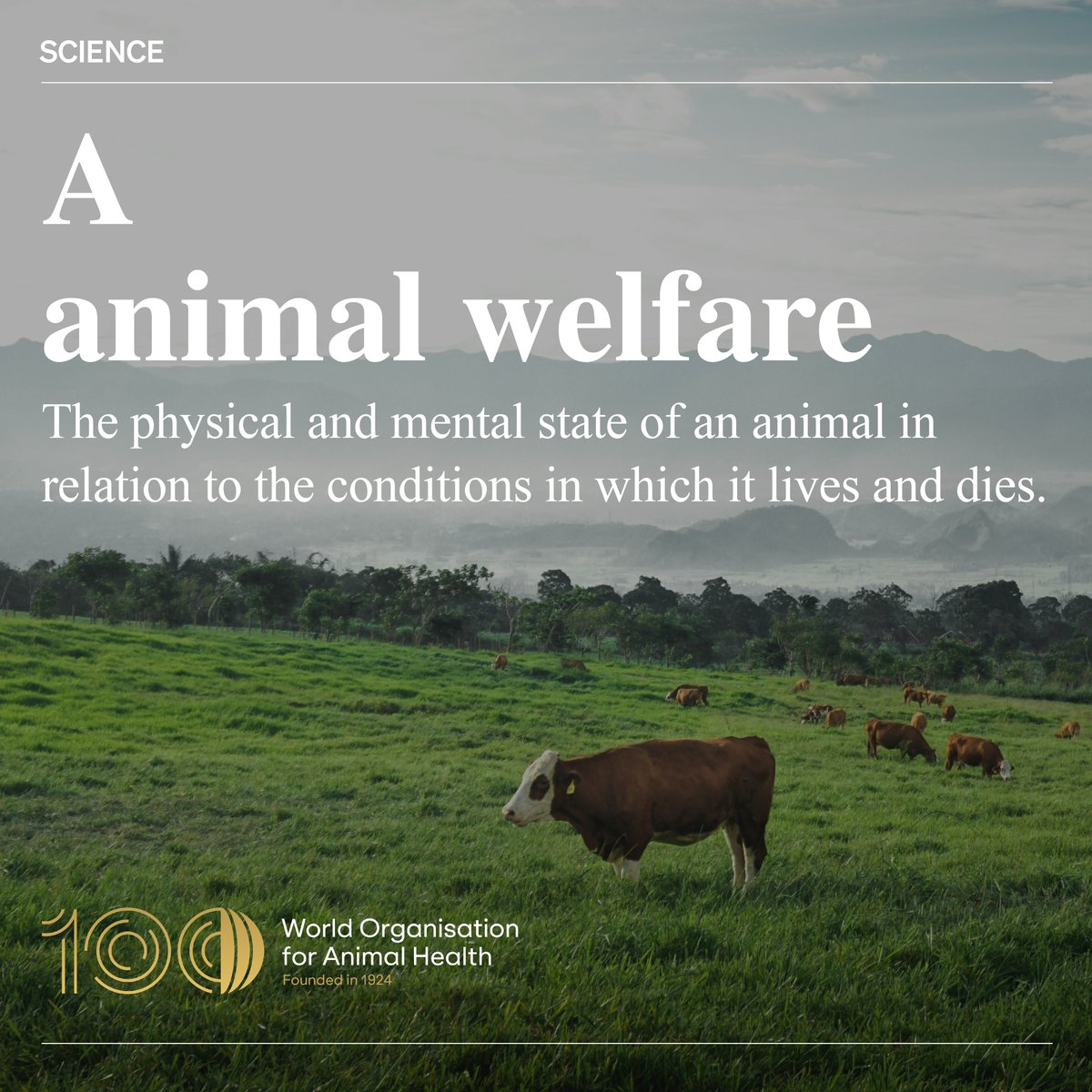 Today, from the animal health dictionary: animal welfare. We are working towards a world where the welfare of animals is respected, promoted and advanced, in ways that complements animal health, human well-being, socio-economic development and environmental sustainability.