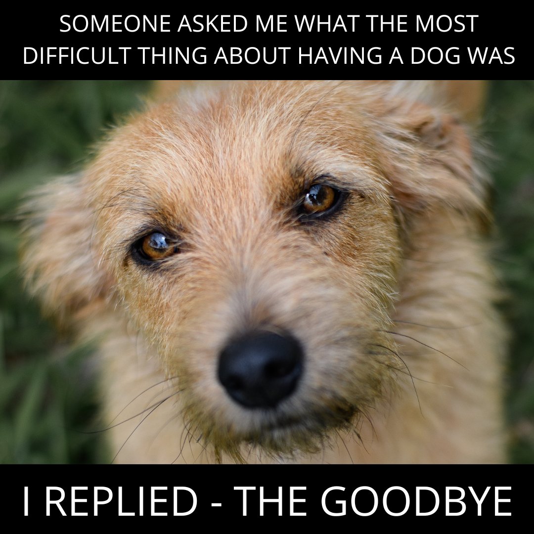 Every dog lover agrees with this! Do you ❓

#Dogexpress #Celebratingdoglove #Doglovers #Dogowners #lovemydog #doglove #doglife🐾#doggoodbye #doggoodbyeishard #doggoodbyesarehard #goodbyehurts #summer #holiday #dogstagram #dogsofinstagram