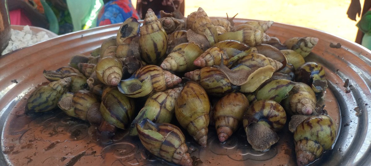 fridolinngoulou's tweet photo. #Centrafrique: Foire agricole de Mbaiki dans la Lobaye, organisée par @WHH_CAR et la #FAFECA pour booster l'économie locale.
@FAOCentrafrique @BM_Afrique @odilon236 https://t.co/Zk6pAwsRjC