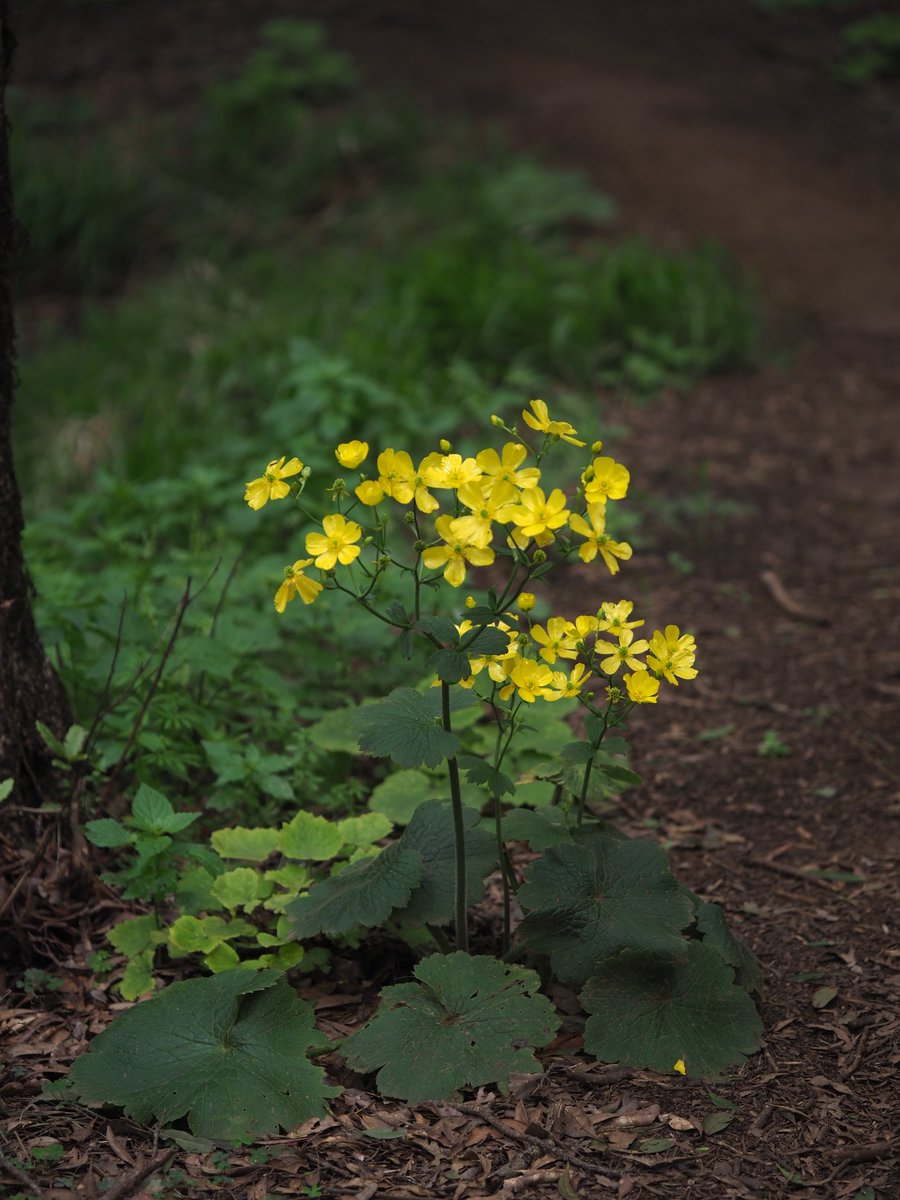 Ranunculus cortusifolius, a Macaronesian endemic. Huge thing, really attractive. Here in the gloom of Laurel forest near Montaña Pedraje, El Hierro.