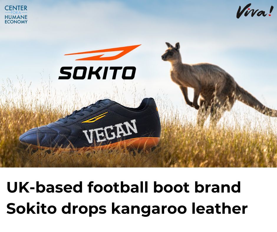 ❗ BREAKING: Sokito ditches kangaroo leather!

This follows Nike, Puma, New Balance, and Diadora who have already shed the skins of wildlife in their football boots.

Well done to @TheHumaneCenter who have campaigned against this with their Kangaroos Aren’t Shoes campaign. 👏