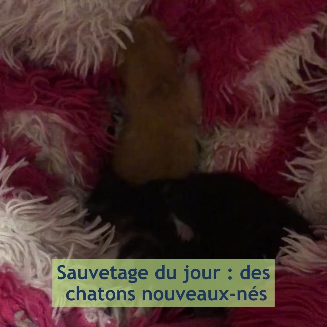 Quand on me demande quels sont vos horaires... Nous n'en avons pas ! 

Ces petits bébés, étaient seuls, dehors depuis hier 😞 Ils viennent d'arriver il y a 30 min. Froids, et surtout avec le manque de leur petite maman.

➡ youtube.com/shorts/DKNr2nu…

#AnimalRescue #neuteryourcats