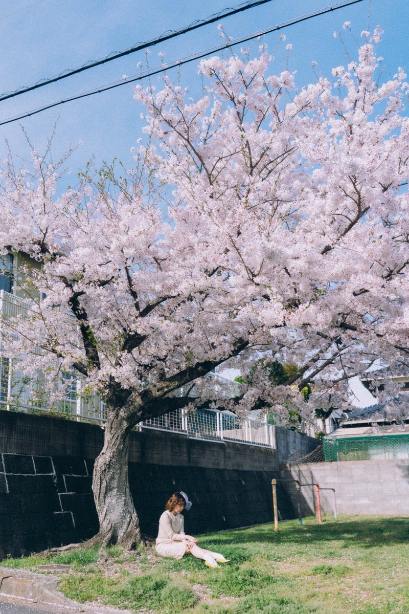 ぽんちゃんと宇部の桜。街並みver🌸

model ぽんちゃん

#宇部市