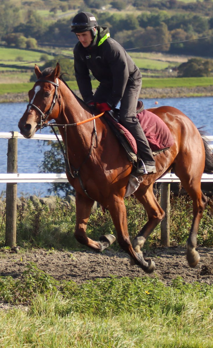 We have four runners today @MarketRasenRace. Hope Hill (1.57) and Treasured Company (3.30) will be ridden by @NickScholfield1. Hawkseye View (2.30) will be ridden by @MaggsWilliam and Blue Bear 📸 (4.00) will be ridden by @TomMidgley4. #SSRacing 🏇