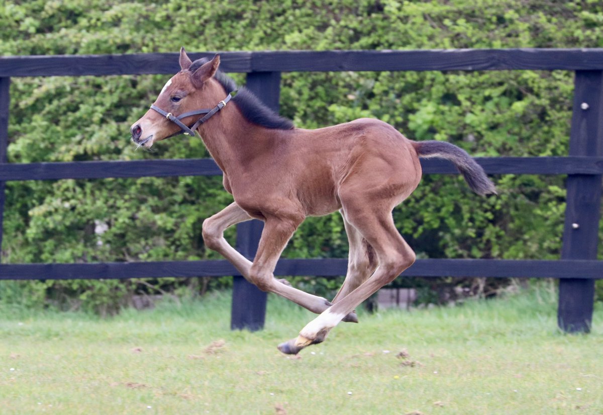 4 day old Coulsty filly loves to stretch her legs! 💕