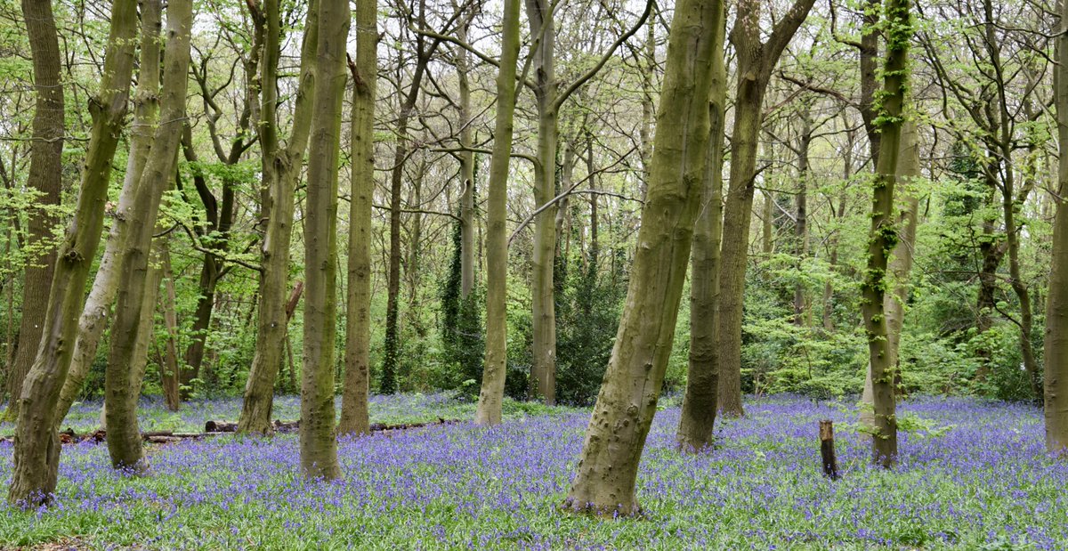 The bluebells in #EppingForest are looking beautiful.  If you visit this seasonal spectacle in #WansteadPark please stay on the designated walkways through the bluebells.  Please do not step onto the flowers and, as with all wildflowers, please do not pick them. 
Thank you!