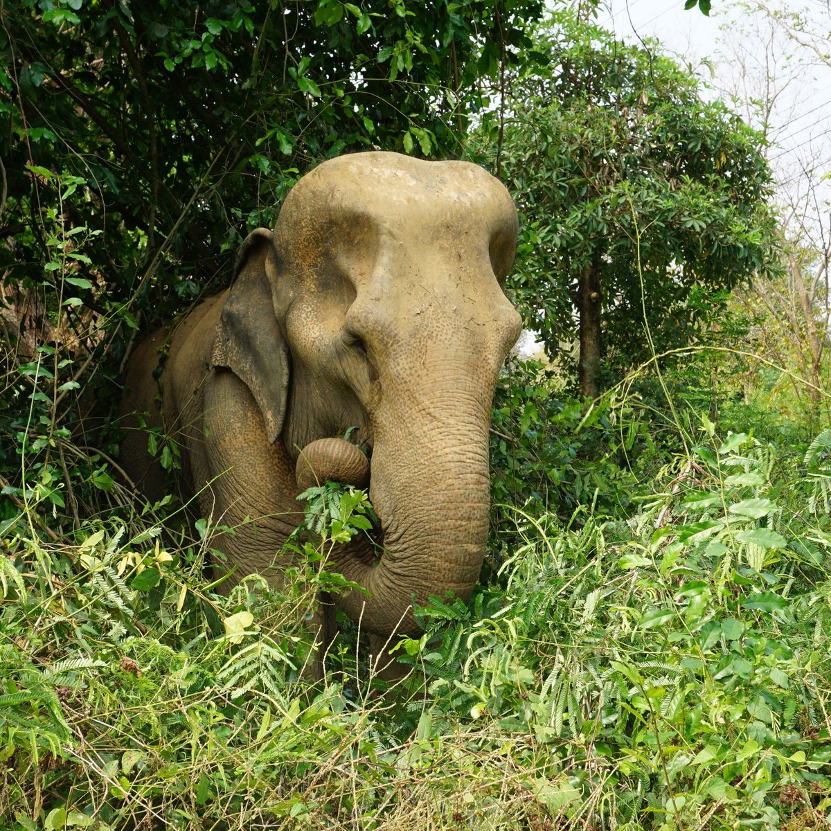 Meet Kham Phaeng: a symbol of resilience, freedom, and the beauty of elephant conservation Somboon Foundation. 🐘💚She was our 2nd elephant rescue after Kanoon!

Big shout out to all the #Unchainers!-Holding an UE #NFT symbolize the impact we can make in #web3

#PublicGood #ReFi