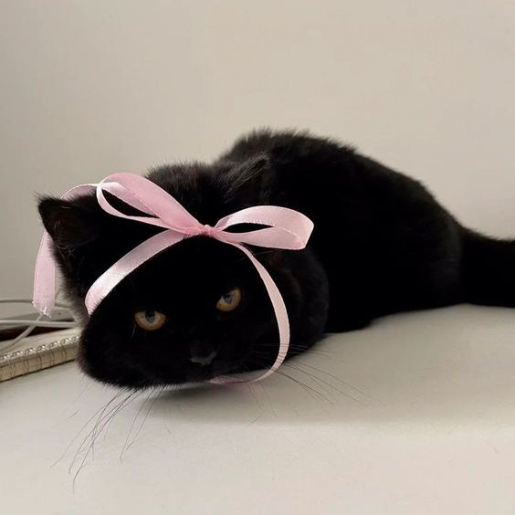 lovesickdoe's tweet photo. black + pink https://t.co/hwzHDZiIov