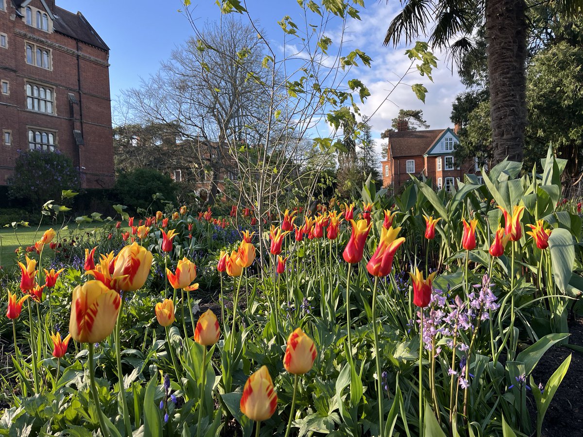 Peak tulip season in the @Selwyn1882 @Cambridge_Uni gardens.