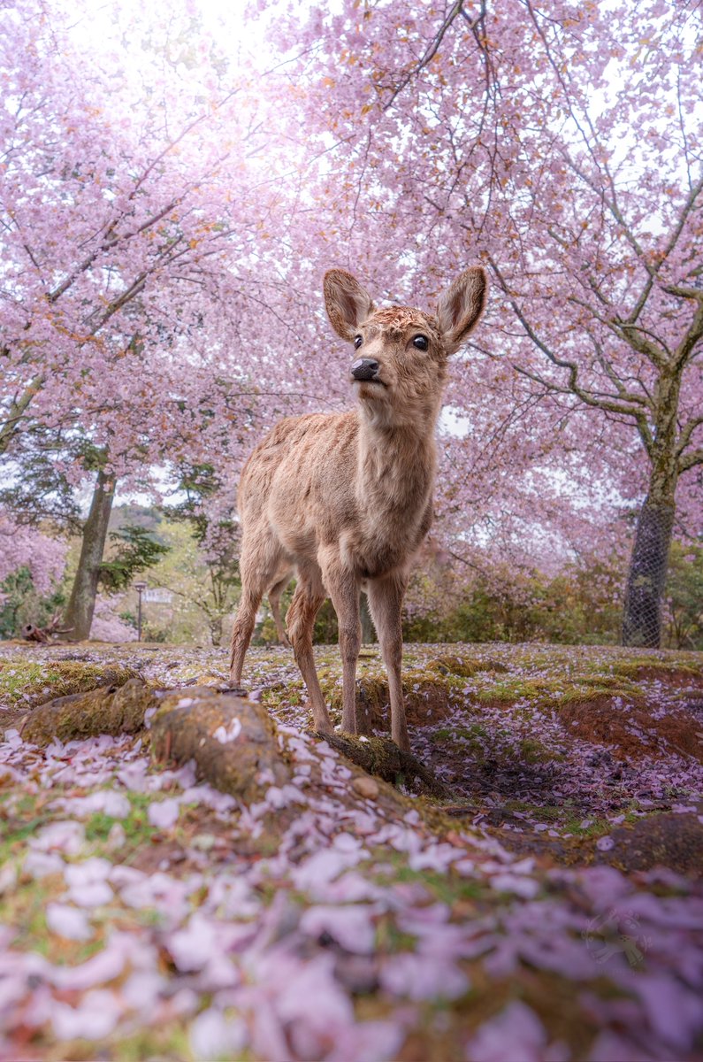 桃源郷に暮らす子鹿ちゃん
鼻を見れば桜スイーツを満喫中な事が伺えます☺🌸
#あなたの春色を見せてください