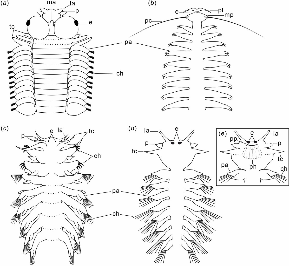 Novo fóssil de Gaoloufangchaeta avança a origem de Errantia (Annelida) ao início do Cambriano doi.org/10.1098/rsos.2…