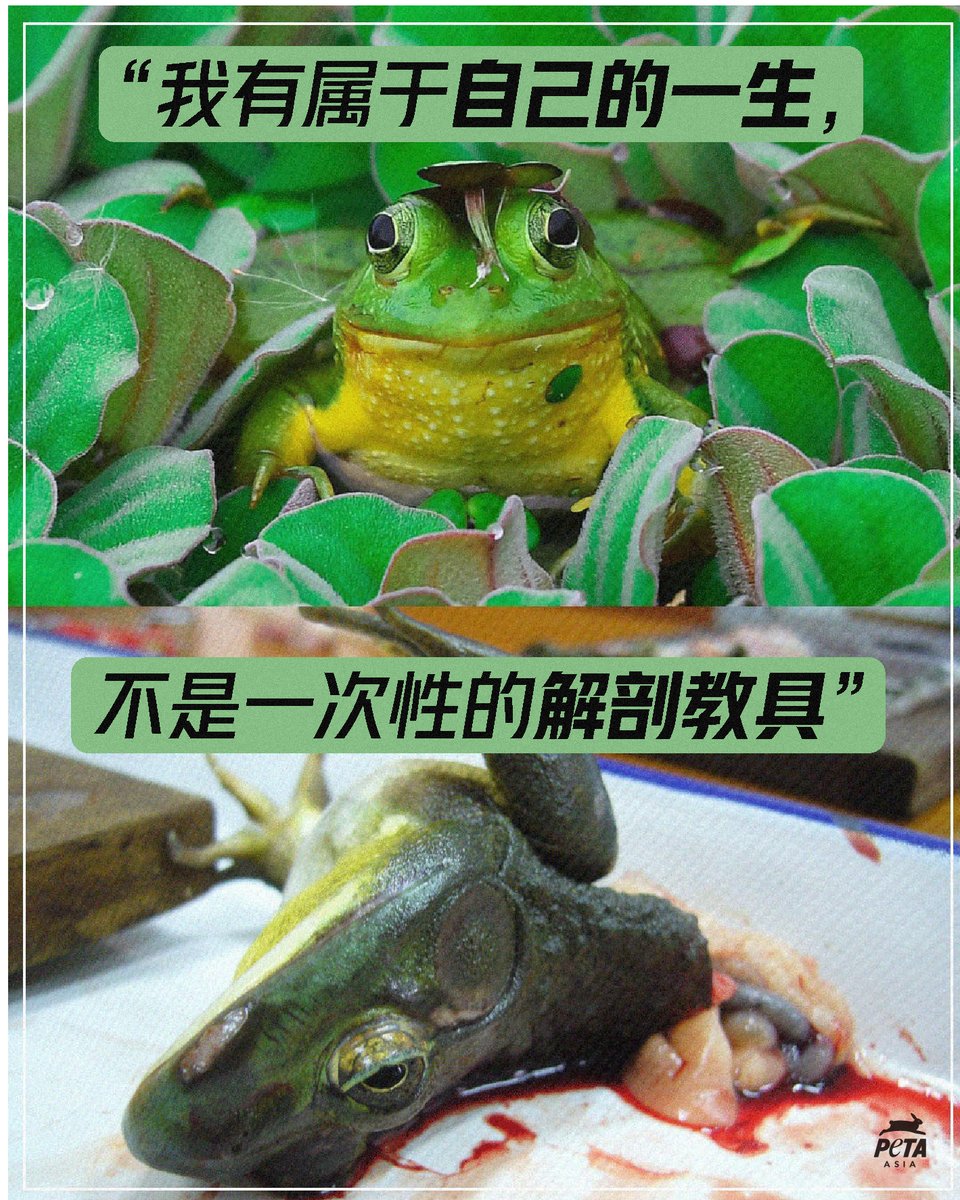PETAAsiaZH's tweet photo. 青蛙应该在自然栖息地与家人一起生活,而不是被用作人类生物课上的解剖教具。
如果你也认为强迫学生在课堂上解剖青蛙这种残忍的做法必须终止,请在留言区留下一个🐸!
了解更多先进的非动物解剖选项 👉 https://t.co/P63uzAkV4H
#DissectionKills #CutOutDissection https://t.co/esC7VfOk1A