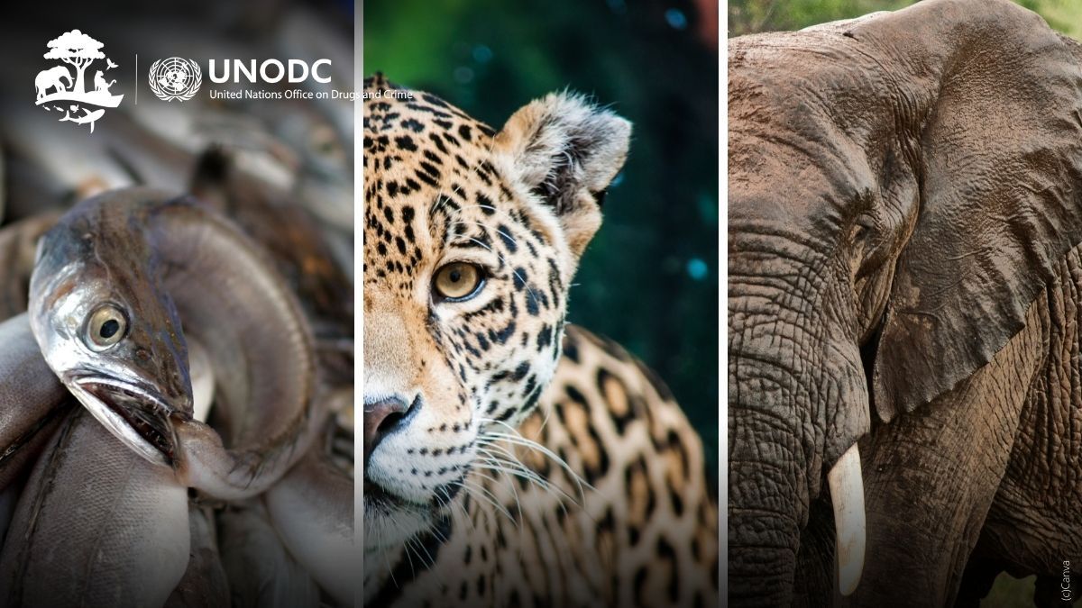 #LeSaviezVous ➡️ Les anguilles jouent un rôle clé dans l'écosystème ➡️ Les jaguars contribuent à l'équilibre de l'écosystème dans 18 pays d'Amérique latine ➡️ Les éléphants d'Afrique sont des 'ingénieurs' de l'écosystème 🛑 STOP au braconnage de ces espèces ! #EndWildlifeCrime