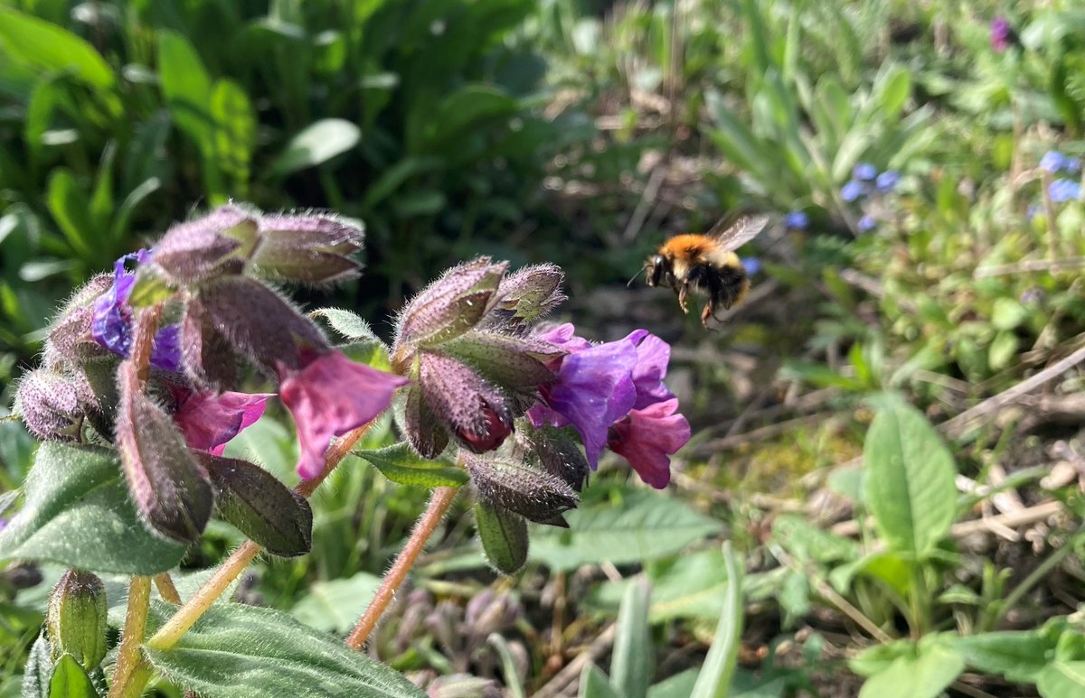 Spending time in nature is key to our mental and physical health. Find out more about Lindengate and our work. 👉 lindengate.org.uk #greensocialprescribing #mentalhealth #wellbeingcourses #5waystowellbeing #volunteer #wendover #buckinghamshire