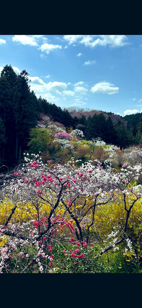 春らんまん🌸

約3,000本のしだれ桃が
鮮やかに咲き乱れる美しい桃源郷。

#今日空　#上中のしだれ桃　#豊田市
#TLを花でいっぱいにしよう