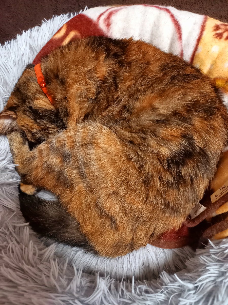 cafe_de_chiruru's tweet photo. 愛猫ちるる💤

15年近く一緒にいると
異変に気がつくのも
直ぐになった

表情で痛みや苦しいは
未だに判らないけど…
行動に違和感があるよね

今日は病院に連れて
行きました🏥💉

大事に至らなくてﾖｶｯﾀ😊🌸 https://t.co/ZP0hQzCIeh