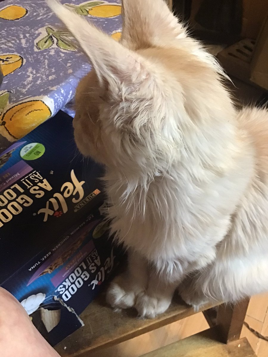 lainifer's tweet image. Baby Oscar would like 2nd breakfast now please! #eatslikeahobbit