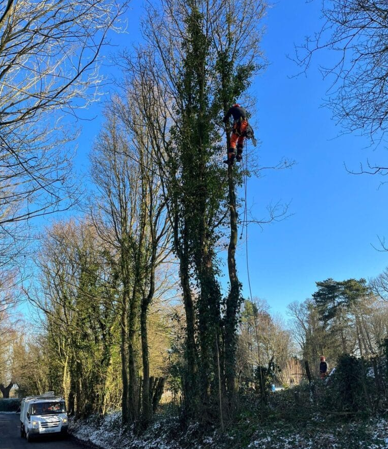 TreeProLtd's tweet image. Tree Pro LTD: Your Trusted Family-Run Tree Surgeon in Maidstone📍

Nestled in the heart of Kent, Tree Pro LTD is a shining example of expertise and dedication in the field of tree surgery. 

Read more here👉 bit.ly/4cZp4ky