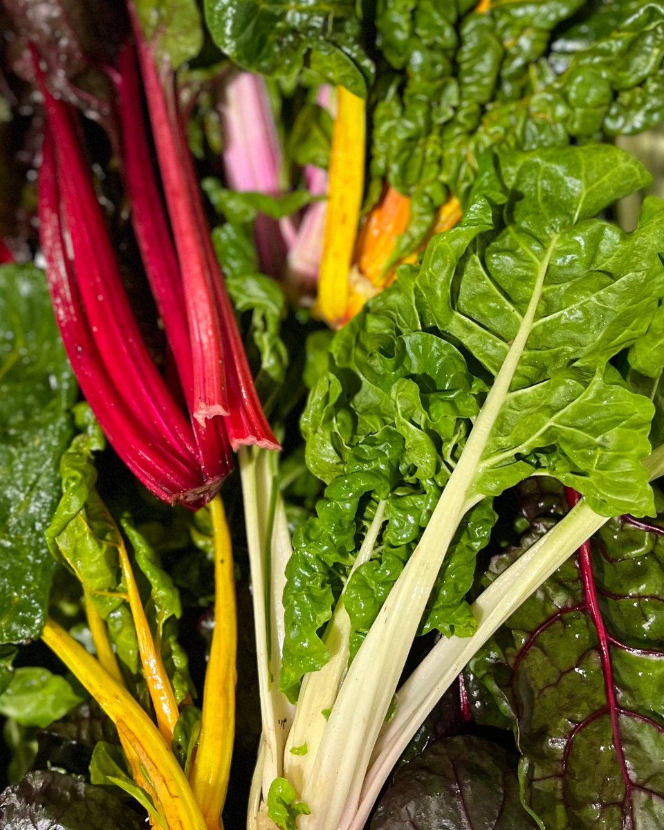 Look what we found in the chiller! ✨ @dandjhaywards Rainbow Chard is here and ready to brighten up your plate! ️ 

This local beauty boasts vibrant stalks of red, yellow, and orange, adding a pop of colour and a delightful crunch to any dish. 

🔎15730 10x250g
🔎66377 1x1kg