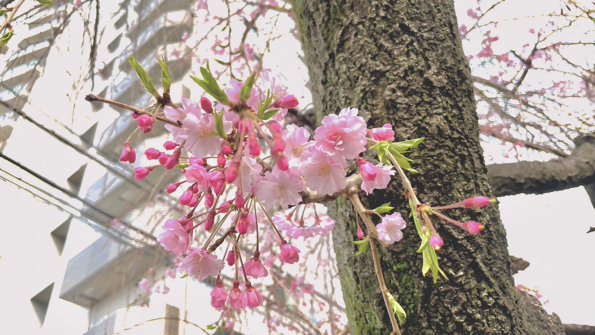 リハビリ頑張ってます💪
注文の多いカメラさん笑
桜撮れて良かったね〜
カメラ重くてキレかけの坊主め。by代理